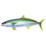 Inshore/island/offshore